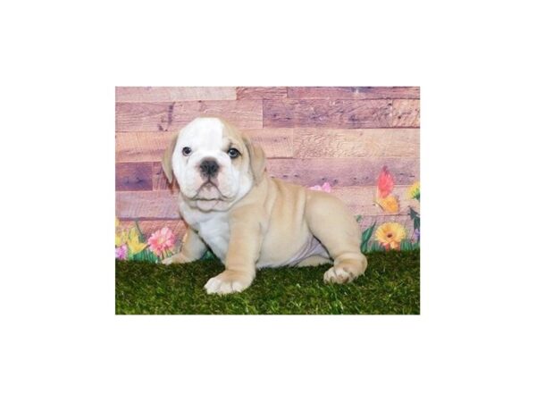 English Bulldog DOG Male Fawn 20003 Petland Batavia, Illinois