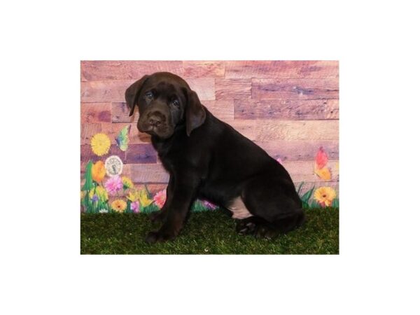 Labrador Retriever DOG Male Chocolate 20006 Petland Batavia, Illinois