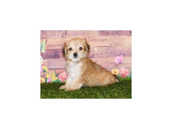 Morkie-DOG-Male-Gold-11885-Petland Batavia, Illinois