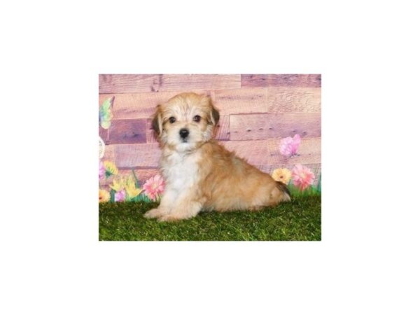 Morkie DOG Male Gold 11885 Petland Batavia, Illinois