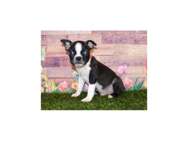 Boston Terrier DOG Male Black Brindle / White 11878 Petland Batavia, Illinois