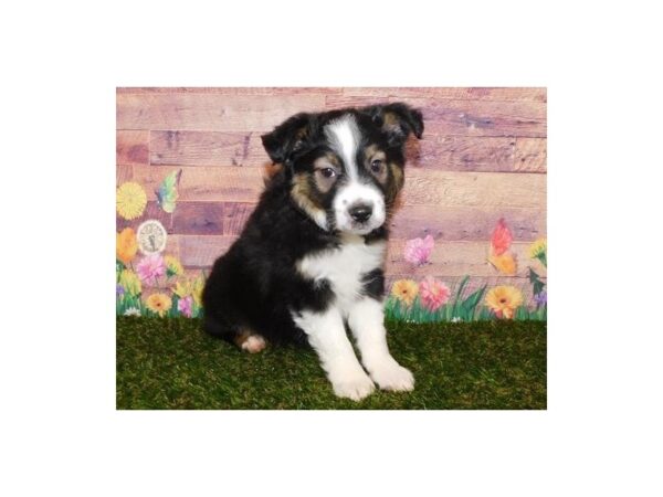 Miniature American Shepherd DOG Male Black 11883 Petland Batavia, Illinois