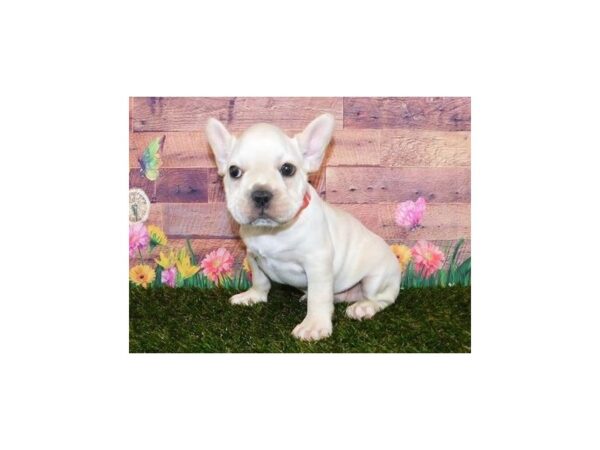 French Bulldog DOG Male Cream 11881 Petland Batavia, Illinois