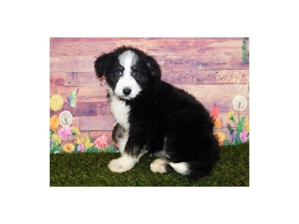 Huskipoo-DOG-Female-Black / White-11886-Petland Batavia, Illinois