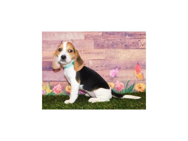 Beagle DOG Female Black White / Tan 11877 Petland Batavia, Illinois