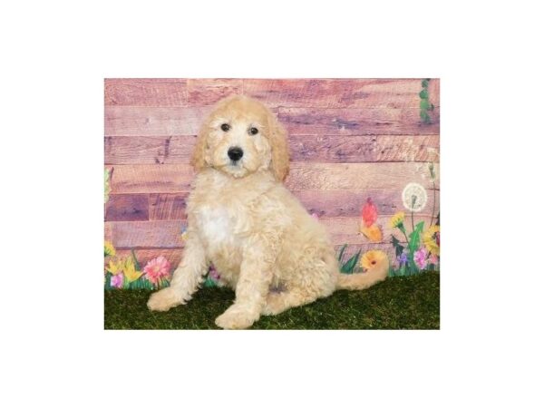Goldendoodle 2nd Generation-DOG-Male-Light Golden-11887-Petland Batavia, Illinois