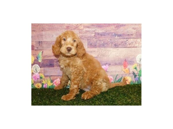 Goldendoodle 2nd Generation DOG Male Apricot 11888 Petland Batavia, Illinois