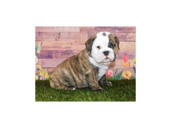 English Bulldog-DOG-Female-Brindle / White-11880-Petland Batavia, Illinois