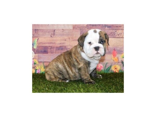 English Bulldog DOG Female Brindle / White 11880 Petland Batavia, Illinois