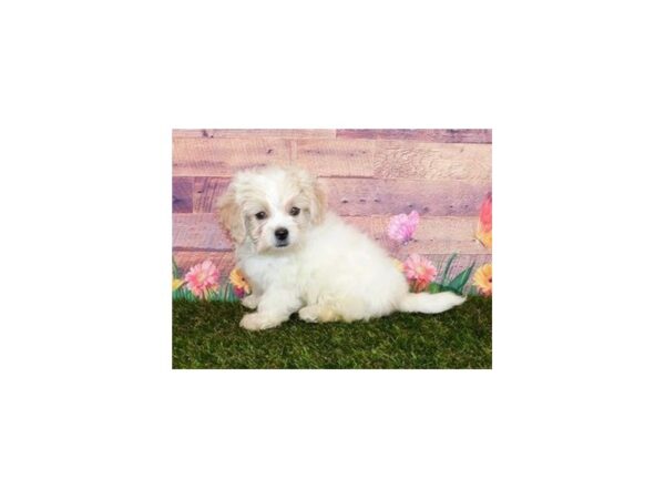 Peke-A-Poo-DOG-Female-Cream / White-11884-Petland Batavia, Illinois