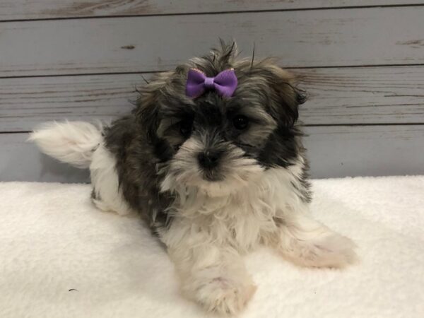 Havanese DOG Female Grey and White 11873 Petland Batavia, Illinois