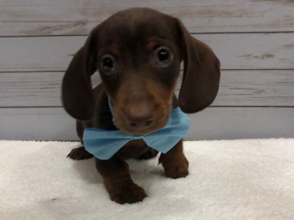 Dachshund DOG Male Chocolate and Tan 11866 Petland Batavia, Illinois