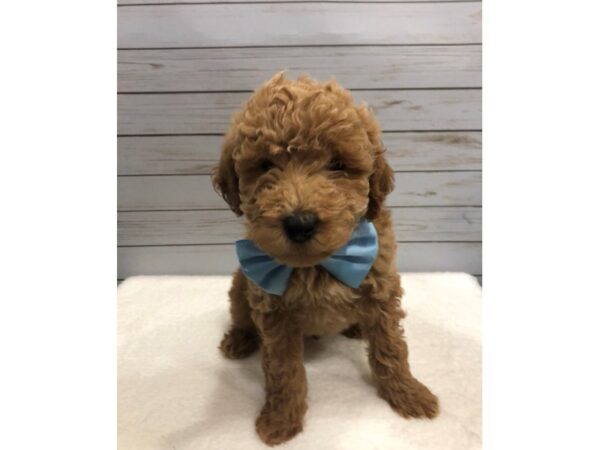 Goldendoodle Mini 2nd Gen DOG Male Red 11871 Petland Batavia, Illinois