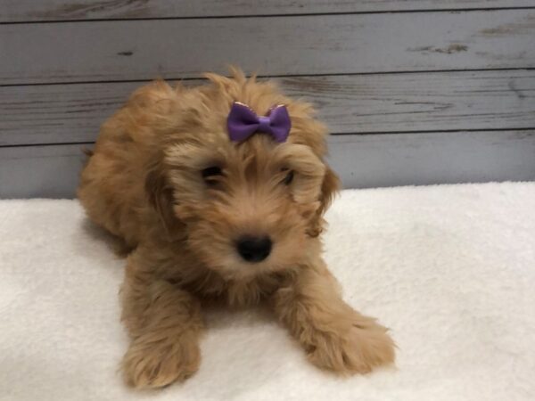 Goldendoodle Mini 2nd Gen DOG Female Red 11875 Petland Batavia, Illinois