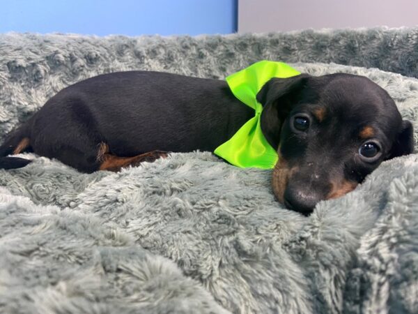 Dachshund DOG Male Black and Tan 19756 Petland Batavia, Illinois