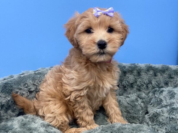 Goldendoodle Mini 2nd Gen DOG Female Red 19779 Petland Batavia, Illinois