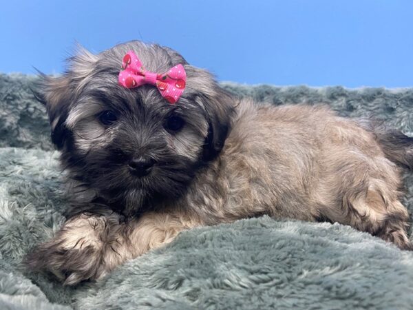 Havanese DOG Female Grey and White 19778 Petland Batavia, Illinois