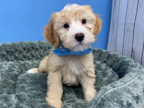 Goldendoodle Mini 2nd Gen-DOG-Male-Cream, White Markings-19775-Petland Batavia, Illinois