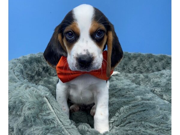 Beagle DOG Male Black, White and Tan 19751 Petland Batavia, Illinois