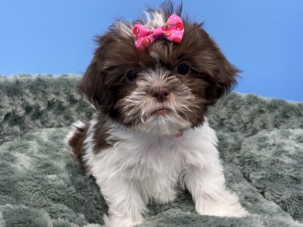 Shih Tzu DOG Female Brown and White 19773 Petland Batavia, Illinois