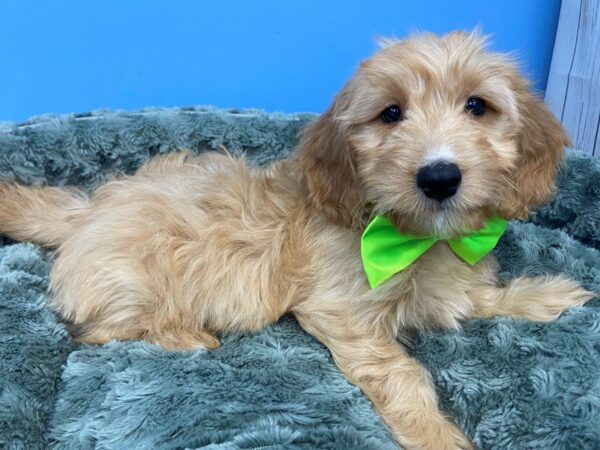 Goldendoodle Mini 2nd Gen-DOG-Male-Red-19776-Petland Batavia, Illinois