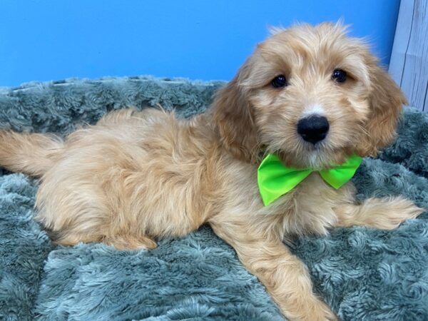 Goldendoodle Mini 2nd Gen DOG Male Red 19776 Petland Batavia, Illinois