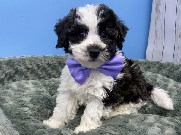 Bichon Poo DOG Male Black and White 19774 Petland Batavia, Illinois