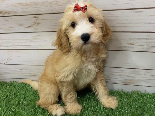 Goldendoodle Mini 2nd Gen DOG Female Cream,  White Markings 19998 Petland Batavia, Illinois