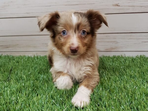 Miniature Australian Shepherd DOG Female Red Merle 19987 Petland Batavia, Illinois