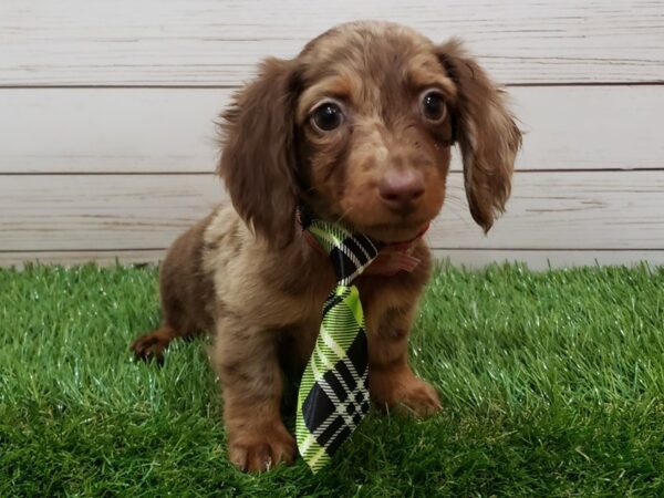 Dachshund DOG Male Red Dapple 19989 Petland Batavia, Illinois