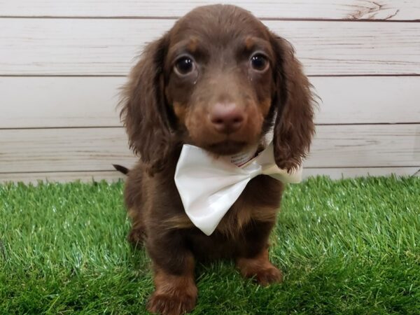 Dachshund DOG Male Chocolate and Tan, White Markings 19988 Petland Batavia, Illinois