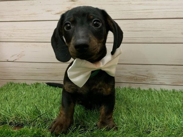 Dachshund DOG Male Black and Tan 19990 Petland Batavia, Illinois