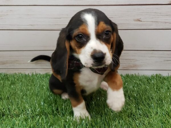 Beagle DOG Male Black, White and Tan 19991 Petland Batavia, Illinois