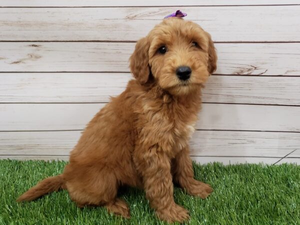 Goldendoodle Mini 2nd Gen DOG Female Red 19992 Petland Batavia, Illinois