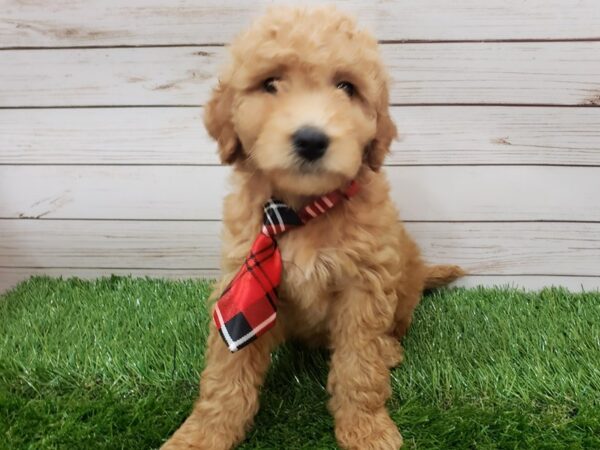 Goldendoodle Mini 2nd Gen DOG Male Red 19993 Petland Batavia, Illinois