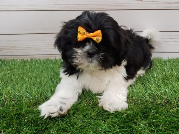 Shih Tzu DOG Female Black and White 19995 Petland Batavia, Illinois