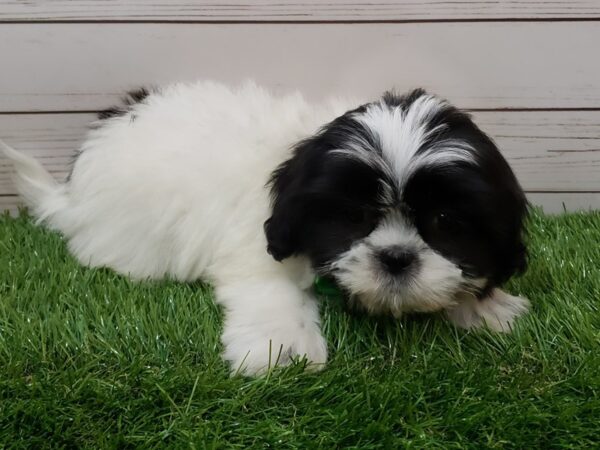 Shih Tzu DOG Male Black and White 19996 Petland Batavia, Illinois