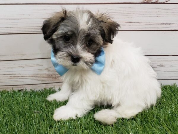 Havanese DOG Male Brindle 19997 Petland Batavia, Illinois