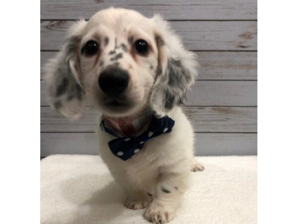 Dachshund DOG Male White, Black Piebald 11865 Petland Batavia, Illinois