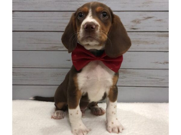 Beagle DOG Male Chocolate, White and Tan 11868 Petland Batavia, Illinois