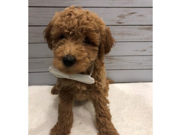 Goldendoodle Mini 2nd Gen DOG Male Red 11869 Petland Batavia, Illinois