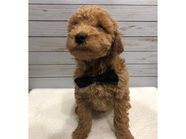 Goldendoodle Mini 2nd Gen DOG Male Red 11870 Petland Batavia, Illinois