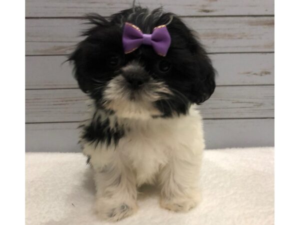 Shih Tzu DOG Female Black and White 11872 Petland Batavia, Illinois