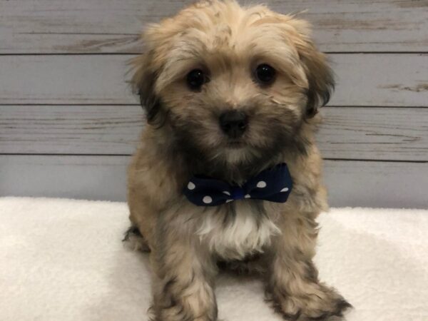 Havanese DOG Male Brindle 11874 Petland Batavia, Illinois