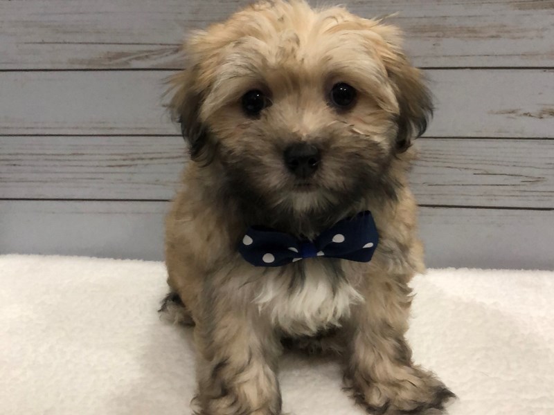 Brindle havanese hot sale
