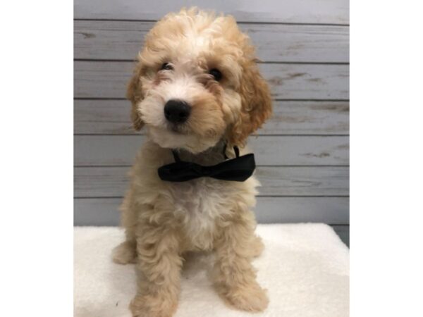 Goldendoodle Mini 2nd Gen DOG Male Cream, White Markings 11876 Petland Batavia, Illinois