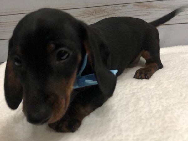 Dachshund DOG Male Black & Tan 11867 Petland Batavia, Illinois