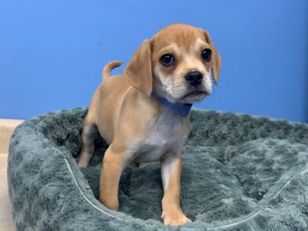 Puggle DOG Male Fawn 19764 Petland Batavia, Illinois