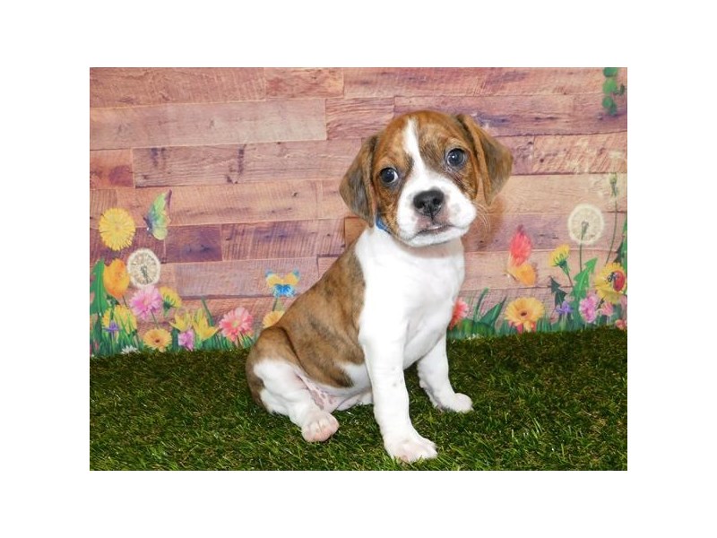 Boggle Puppy Red Brindle ID:19786 Located at Petland Batavia, Illinois