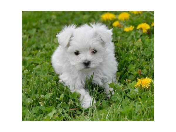 Maltese DOG Male White 20024 Petland Batavia, Illinois